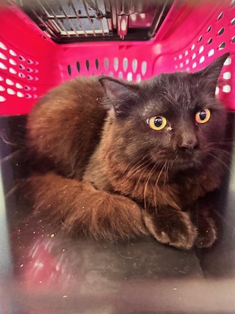 MORENO - Domestic Medium Hair available for adoption