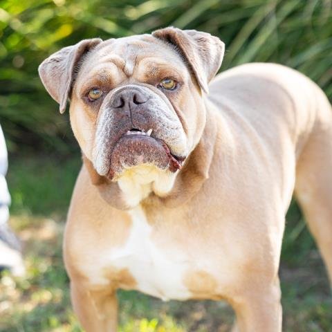 MAPLE - American Bulldog available for adoption