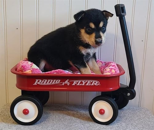 *WAYLON - Australian Cattle Dog/Blue Heeler available for adoption