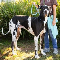 ZEUS BAGOOSY - Photo 1