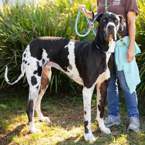 ZEUS BAGOOSY - Great Dane available for adoption
