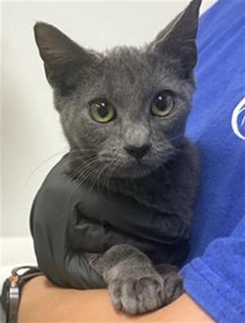 A889149 - Domestic Short Hair available for adoption