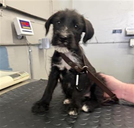 A888934 - Parson Russell Terrier available for adoption