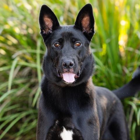 A888937 - German Shepherd Dog available for adoption