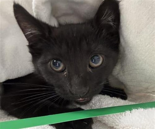 *HARRISON - Domestic Short Hair available for adoption