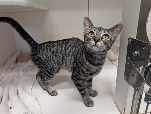 *WALNUT - Domestic Short Hair available for adoption