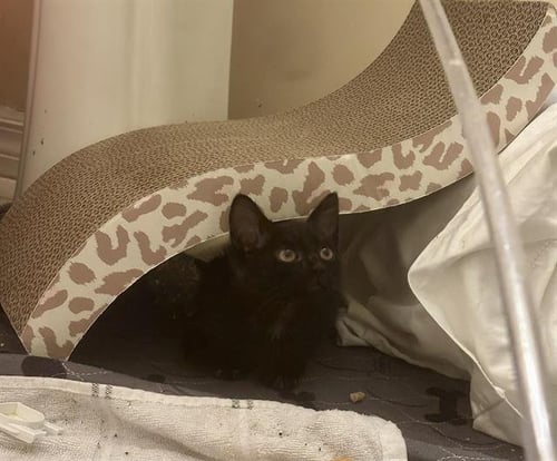 *JIJI - Domestic Short Hair available for adoption