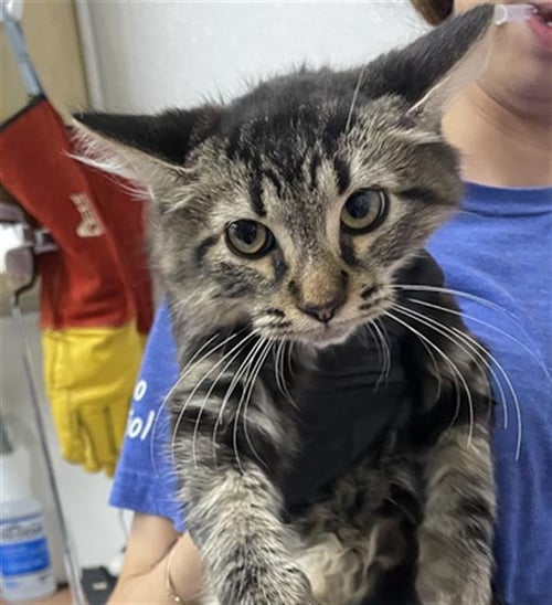 A889496 - Domestic Short Hair available for adoption