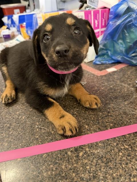 A888567 - Australian Cattle Dog/Blue Heeler available for adoption