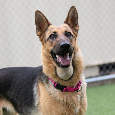 ISABELLA - German Shepherd Dog available for adoption