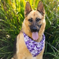 ISABELLA - Photo 1