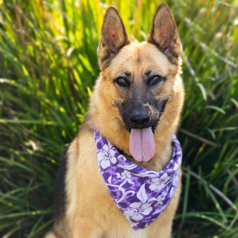 ISABELLA - German Shepherd Dog available for adoption