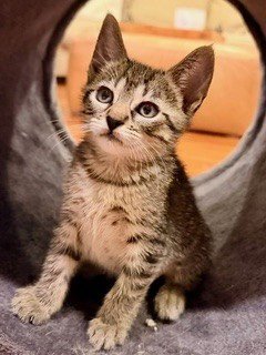 *LOLA - Domestic Short Hair available for adoption