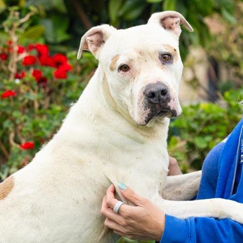 *CHURRO - Pit Bull Terrier available for adoption