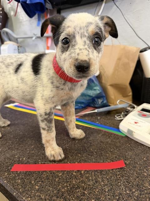 A888563 - Australian Cattle Dog/Blue Heeler available for adoption