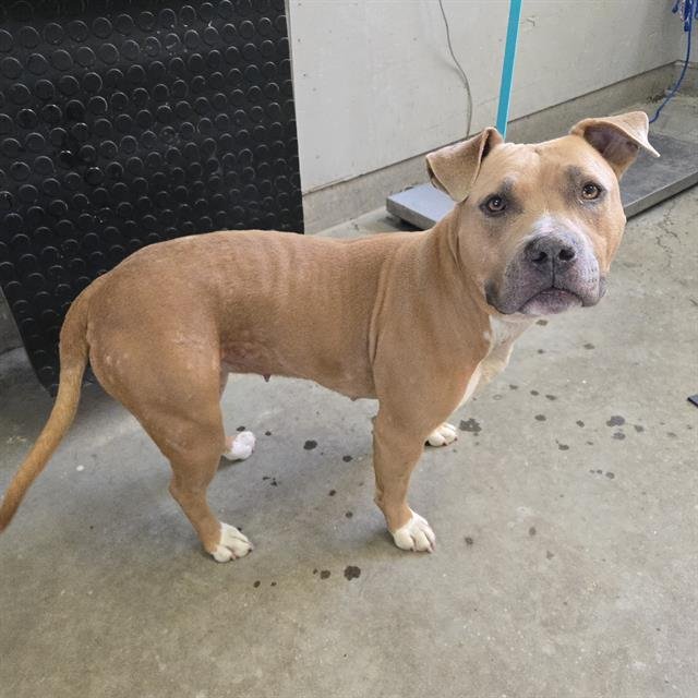 CINDY - Pit Bull Terrier available for adoption