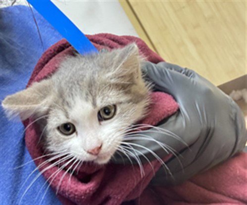 A889556 - Domestic Long Hair available for adoption