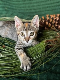 *EMBER - Photo 1
