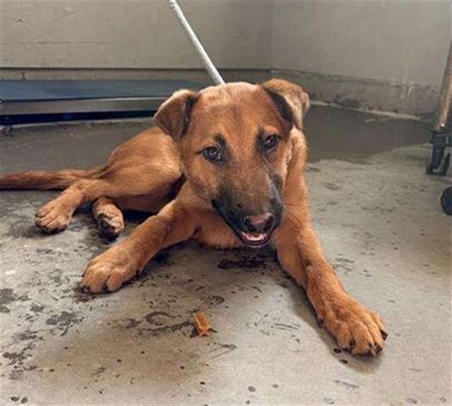 LOKI - Belgian Shepherd Malinois available for adoption