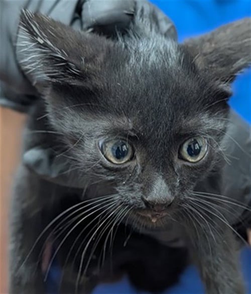 A887535 - Domestic Short Hair available for adoption