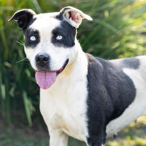 *HOPE - Pit Bull Terrier available for adoption
