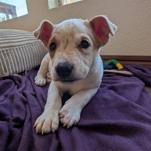 *ZUKO - Queensland Heeler available for adoption