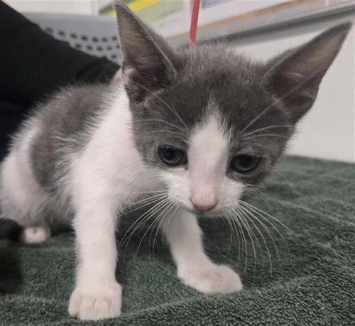 A888384 - Domestic Short Hair available for adoption