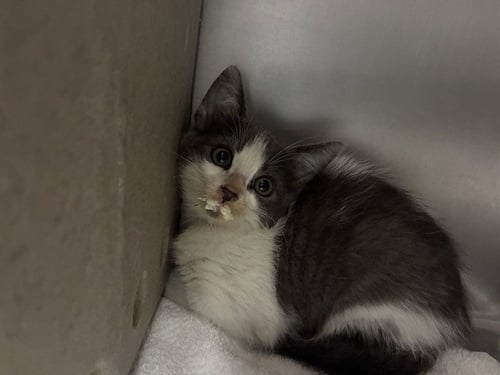 A889364 - Domestic Short Hair available for adoption