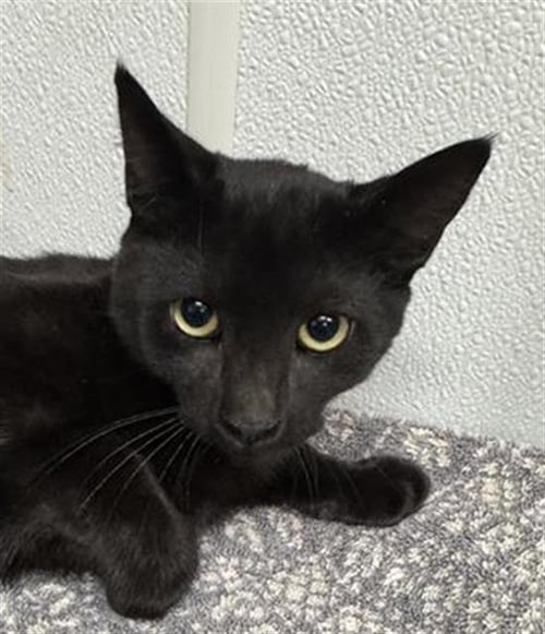 A887132 - Domestic Short Hair available for adoption