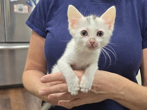 *HEDY LAMARR - Domestic Short Hair available for adoption