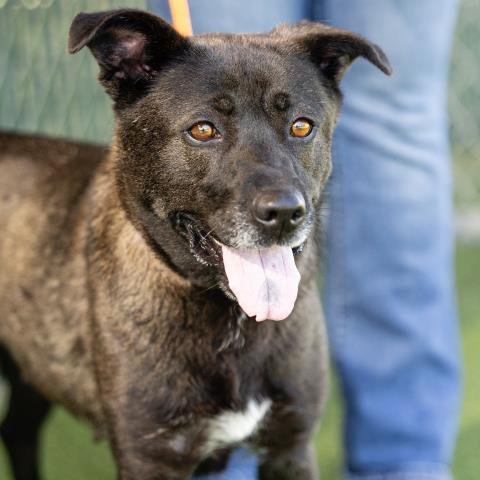 *YINNY - German Shepherd Dog available for adoption