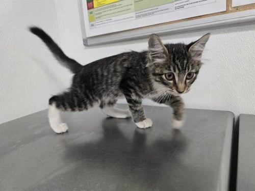 A889177 - Domestic Medium Hair available for adoption