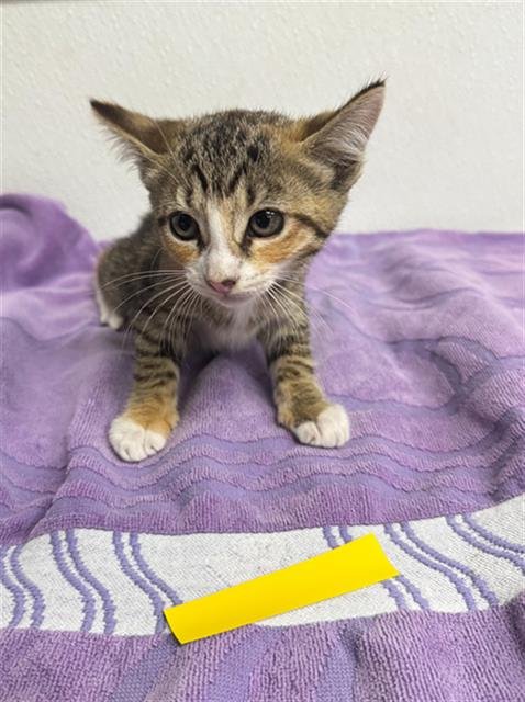 A888237 - Domestic Short Hair available for adoption