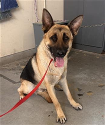 *ATHENS - German Shepherd Dog available for adoption
