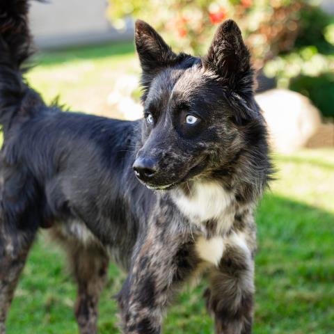 CARBONSITO - Siberian Husky / Australian Cattle Dog/Blue Heeler available for adoption