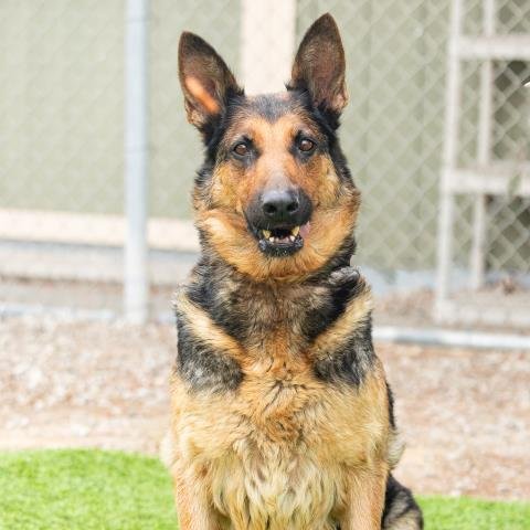 *MAGGIE Image