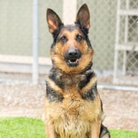 *MAGGIE - Photo 1