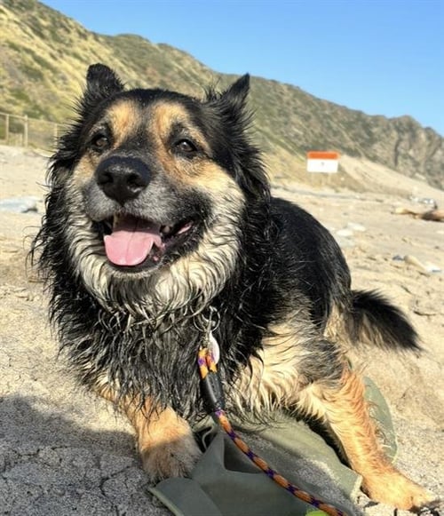 KADO - Pembroke Welsh Corgi / German Shepherd Dog available for adoption