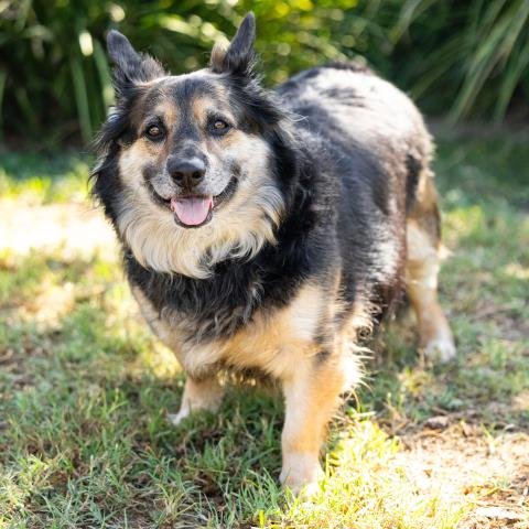 KADO - Pembroke Welsh Corgi / Australian Shepherd available for adoption