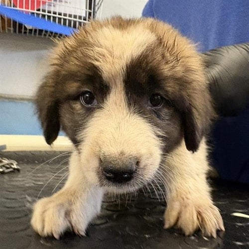 A887743 - Great Pyrenees / Saint Bernard available for adoption