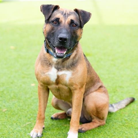 *CRAWFORD - Pit Bull Terrier available for adoption