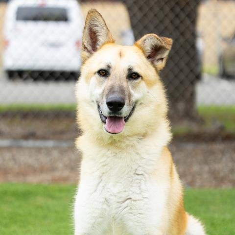 OZZIE - German Shepherd Dog available for adoption