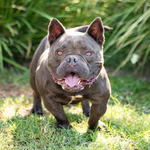 FRANK - French Bulldog available for adoption