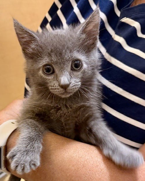 *CHARLIE - Domestic Short Hair available for adoption