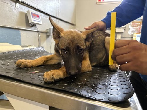 *GRANNY SMITH - Belgian Shepherd Malinois available for adoption