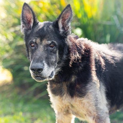 MAX - German Shepherd Dog available for adoption