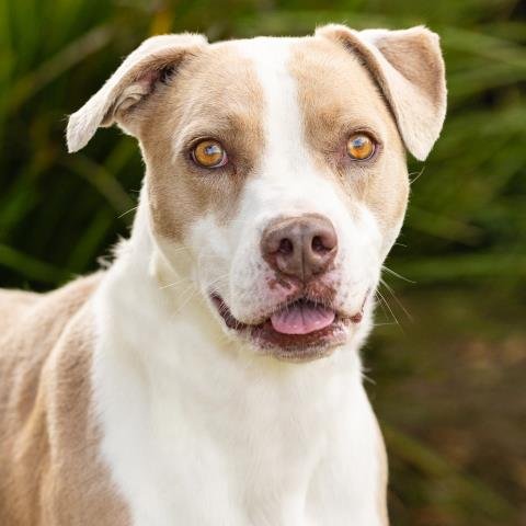 TALA - Pit Bull Terrier available for adoption