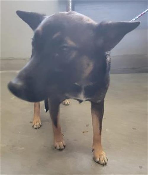 A887854 - Australian Cattle Dog/Blue Heeler / German Shepherd Dog available for adoption