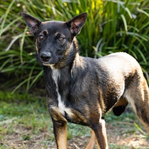 *BESITO - Australian Cattle Dog/Blue Heeler / German Shepherd Dog available for adoption