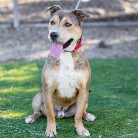 CANELO - Pit Bull Terrier available for adoption